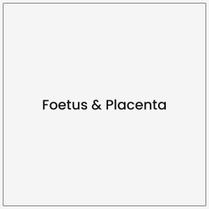 Foetus & Placenta