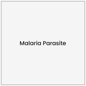 Malaria Parasite