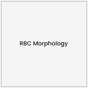 RBC Morphology