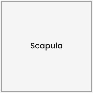 Scapula