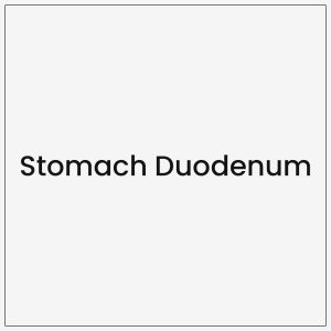 Stomach Duodenum