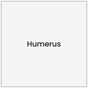 Humerus