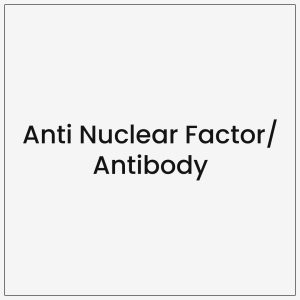 Anti Nuclear Factor/Antibody